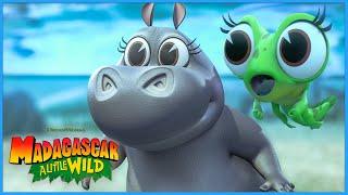 Froggy Adventures!  | DreamWorks Madagascar