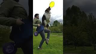 АО Барри - вольт от колена с выбросом диска #vault #dogfrisbee #dogtraining #frisbeedog #aussie