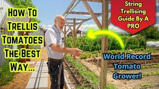 Master Tomato Trellising with a World Record Grower! Tips & Advice!