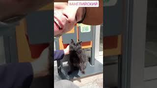 Black cat