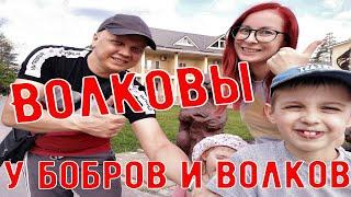 Воронежский биосферный заповедник | Город бобров | Испугались волков