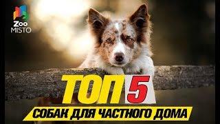 Топ 5 собак компаньонов для частного дома\Top 5 companion dogs for a private house