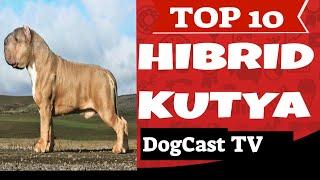 TOP 10 HIBRID KUTYA (fajta?)!  DogCast TV!