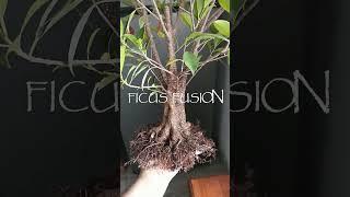 Ficus Fusión Bonsai