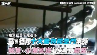 【驚！世界十大動物闖空門案例 鱷魚、小鹿亂撞起床驚見嚇歪..】｜@curiouscat5987