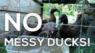 "No Messy Ducks!" - How to Raise CLEAN Ducks