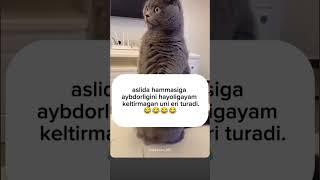 Ana xalos ayollar 