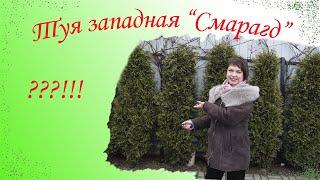 Туя западная "Смарагд", в чем уникальность этого растения? плюсы и минусы туи