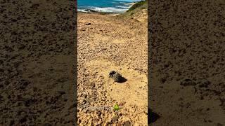 escarabajo pelotero Wir konnten beobachten, wie ein solcher am Strand von Tarifa seine Kugel drehte.