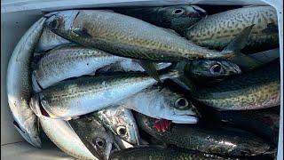 NJ Mackerel and Bluefish Slayfest on the Golden Eagle Party Boat!