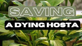 Save Your Dying Hosta Plant: Essential Care Tips for Success!   hostas care