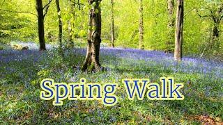 Walking In The Woods - Virtual Forest Walk In Spring - Treadmill Workout Scenery