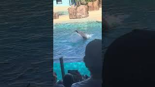 Almost all of the latest sea world show