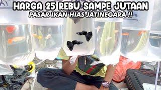 HARGA 25 REBU SAMPE JUTAAN ADA‼️PASAR IKAN HIAS JATINEGARA‼️