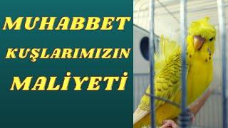 KÜMESİMİZDEKİ MUHABBET KUŞLARININ FİYATI, MUHABBET KUŞU MALİYETİ