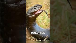 Топ животных, которые не боятся змей  #милыеживотные #животные