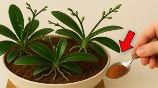 Just sprinkle it on top! Suddenly the flowerless orchids will bloom like crazy