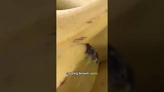Curiosity Bites! Episode 9
