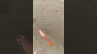 guppy fish breeding kasa Kara guppy fish baby grow Kara albino red Guppy#guppy#baby#fish #pat#setup