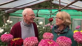 Garden tour of a Canadian exhibition chrysanthemum grower