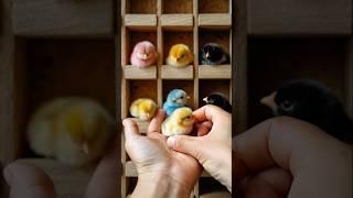 Adorable colorful baby chicks #birds #cute