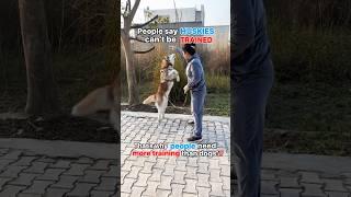 Can huskies be trained? #husky #dogtraining #ytshorts