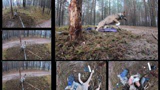 Wolf rescue in a noose snare trap Catching wild wolves for releasing them video