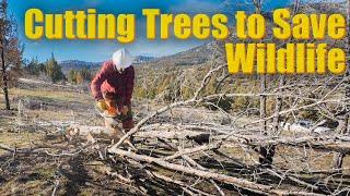 Cutting Trees to Save Wildlife - ODFW