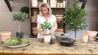 The Little Olive Tree Kit & The Olive Tree Kit Tutorial