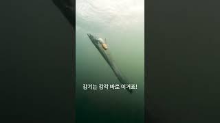 [SEABORG 100J] 다이와 소형 전동 릴의 도전! AIR MONSTER 시보그 100J #전동릴 #다이와 #다이와릴 #시보그 #시보그100J