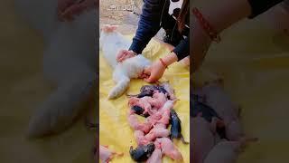 rabbit giving birth 100 babies#rabbit #rabbits #shorts #viral #cute #bunny funny animals