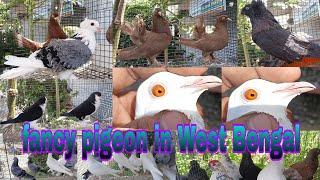 Fancy pigeon shop in West Bengal top quality pigeon 7204624789