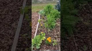 Lazy Garden beds at home vs My education gardens at school #diy #memes #garden #gardening #lazy