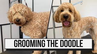 How I Groom The Goldendoodle!