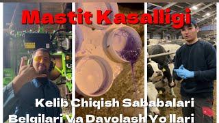 Mastit kasalligi Kelib chiqish sabablari Belgilari va Davolash yoʻllari #veterinariyarasmiy