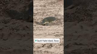 Turtle on South Padre Island #Turtle #Beach #Ocean #Nature #Outdoors #Wildlife￼ Dre..Tiktok