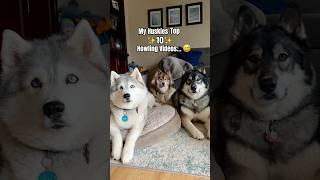 Top 10 Howl Sessions  #dogs #husky #dogshorts #lol #funny #doglover #doglife #shortsfeed #huskies