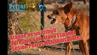 Ataque de Pitbull agresivo a un Alano Español. Sesión Perros Rehabilitadores