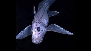 Facts: The Chimaera (Ghost Shark)