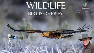 WILDLIFE PHOTOGRAPHY - Bird photograph - Golden Eagle from a blind in december 2022. New Version