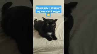 #рекомендация #кот #котик #милашка #черныш #cat #анимация #subscribe #memes #топ #рек #shorts