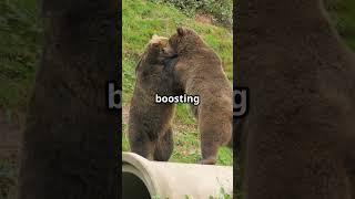 Wojtek: The Bear Who Fought in WWII