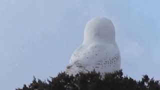 Snowy Owl in Salisbury Beach, MA 1/1/14