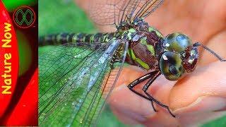 DINOSAUR Dragonfly IRL!