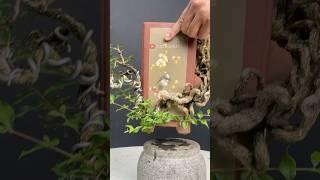 Extreme Style Bonsai