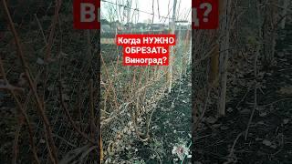 Когда НУЖНО ОБРЕЗАТЬ Виноград? Сроки обрезки САДА и ВИНОГРАДА! #виноград #обрезкавинограда #сад #рек