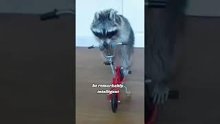 Rescue raccoon #story #cute #animals #raccoon