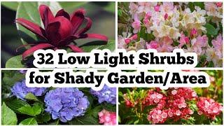 32 Low Light Shrubs for Shady Garden | All about shady garden/area Shrubs | Plant and Planting