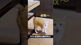 拿貓孫沒輒的阿公｜團購連結在留言