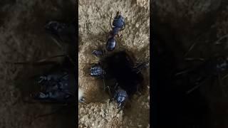 Dangerous Ants Den #wildlife #content